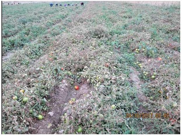 Поврежденное поле томатов томатной молью Тута абсолюта,Шамалдуу Сай,2017год